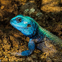 Southern Tree Agama