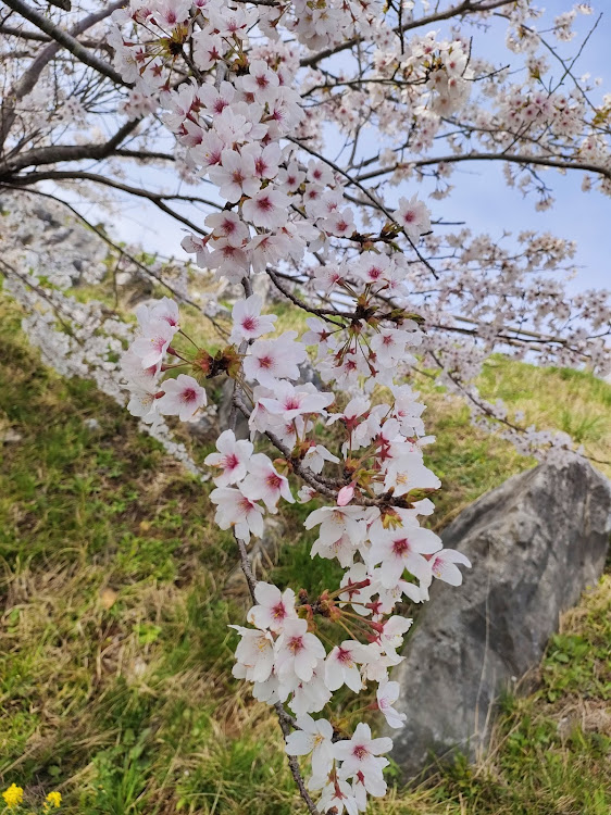 の投稿画像2枚目