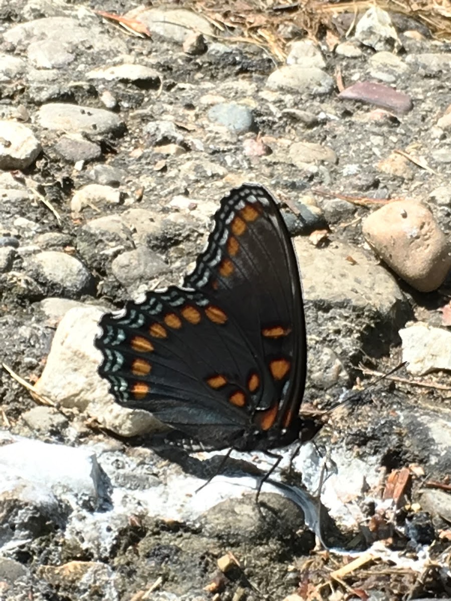 Red-spotted Purple Butterfly