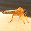 Assassin fly