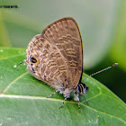 Common lineblue