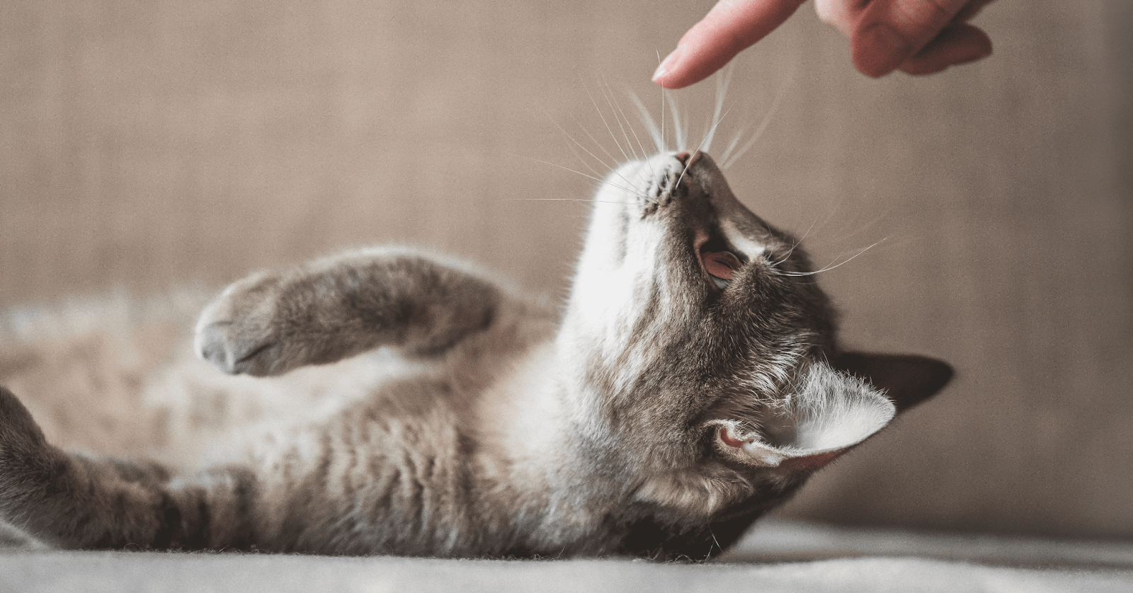 cat playfully sniffing owners finger