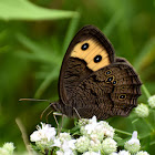 Common Wood Nymph