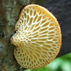 Polypore alvéolé