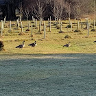 Canadian geese