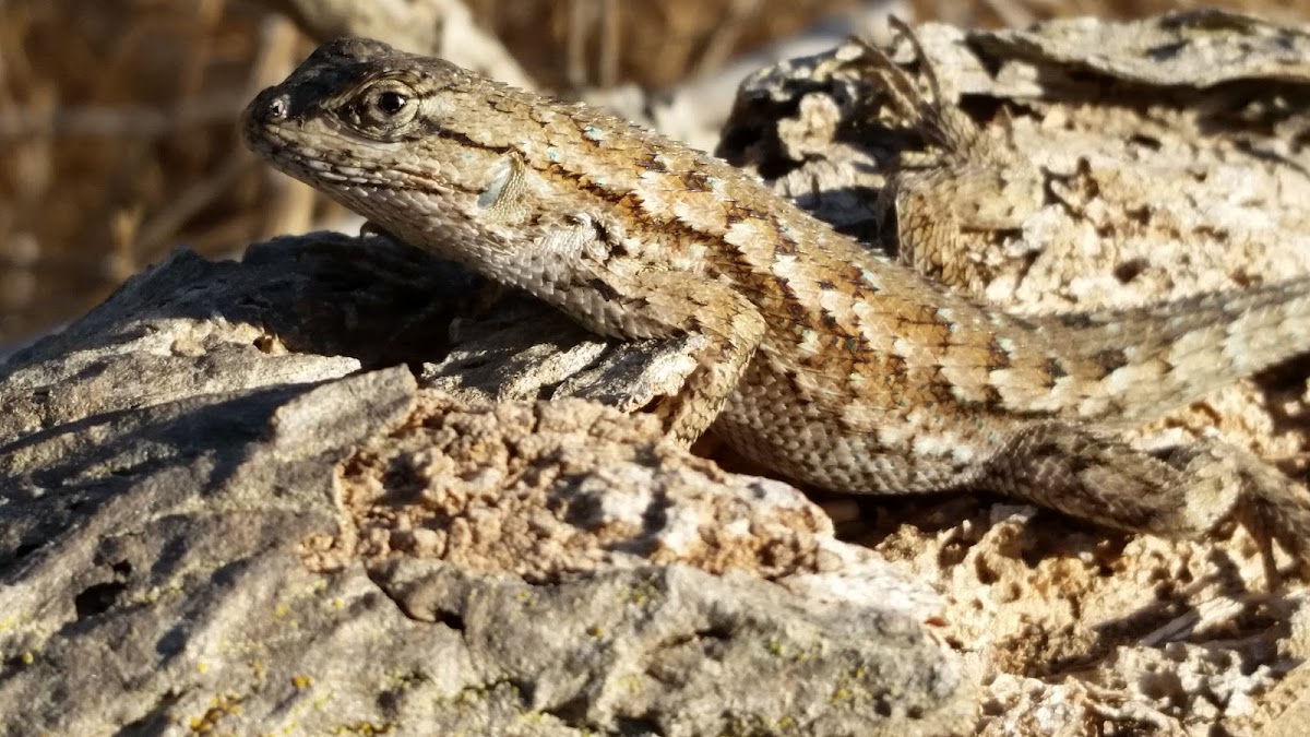 Coast Range Fence Lizard