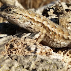 Coast Range Fence Lizard