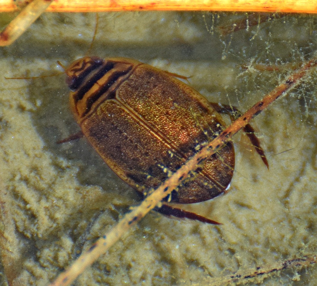 Lesser Diving Beetle