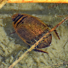 Lesser Diving Beetle