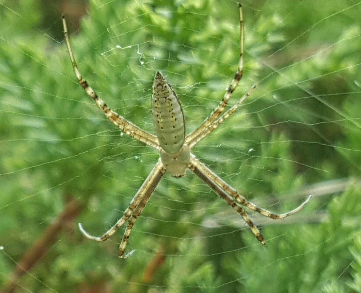 Banded Argiope