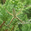 Banded Argiope