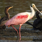 Roseate spoonbill