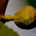 Common Fig