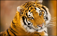 Tiger Wallpaper New Tab - Tigers Themes small promo image