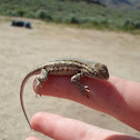 Common Sagebrush Lizard