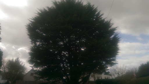 shaping cupressus