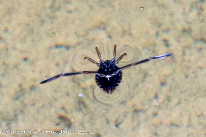 Water Boatman