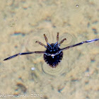 Water Boatman