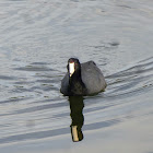 American Coot