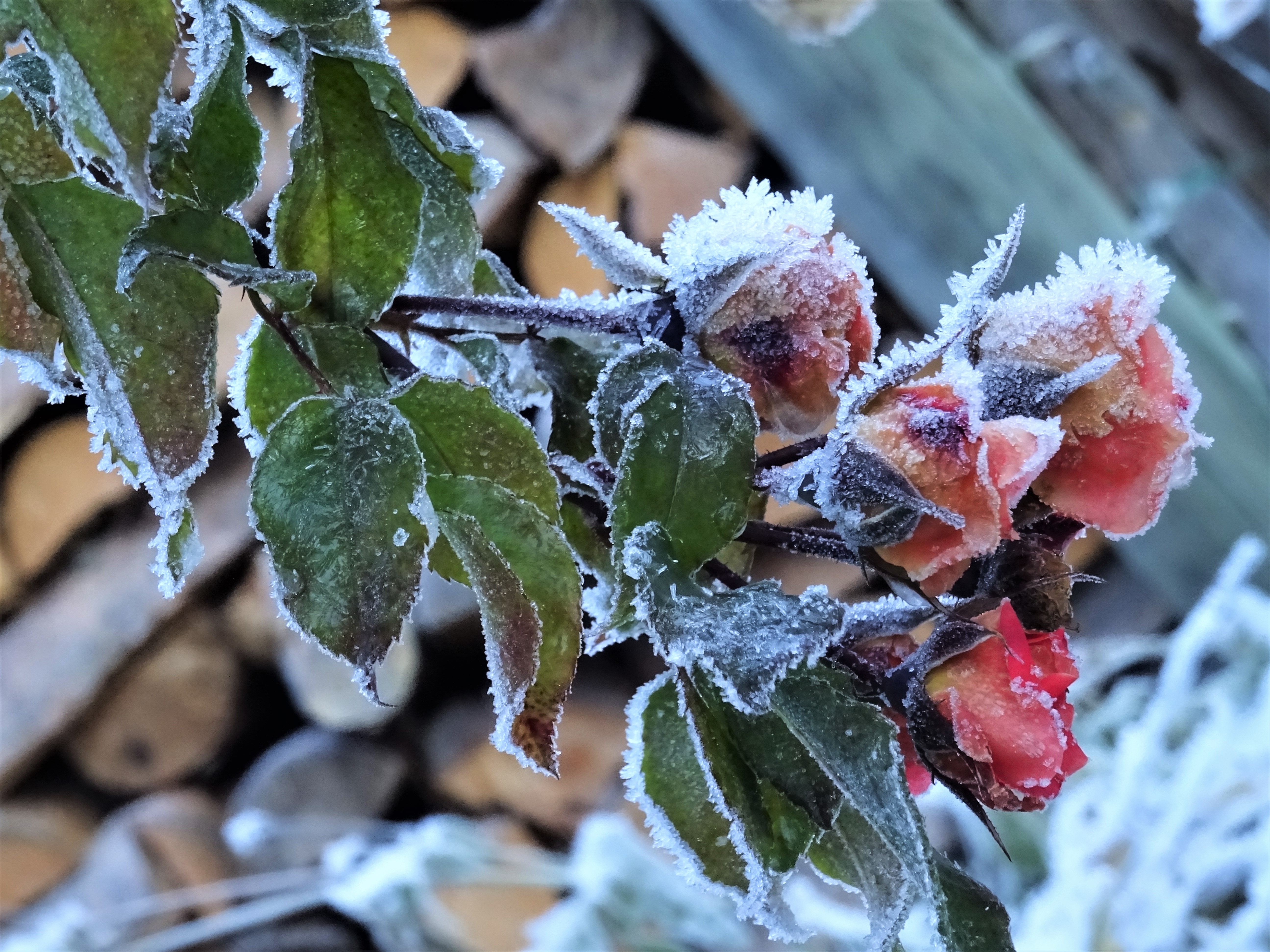 Il freddo non risparmia neanche la rosa più bella di lenuccia4