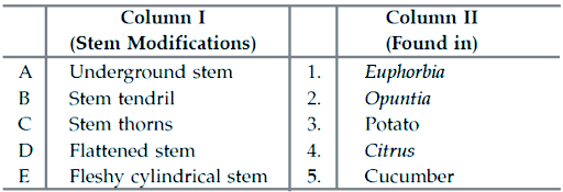 The Stem