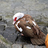 Muscovy Duck