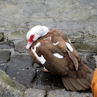 Muscovy Duck