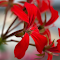 Item logo image for Red Petals