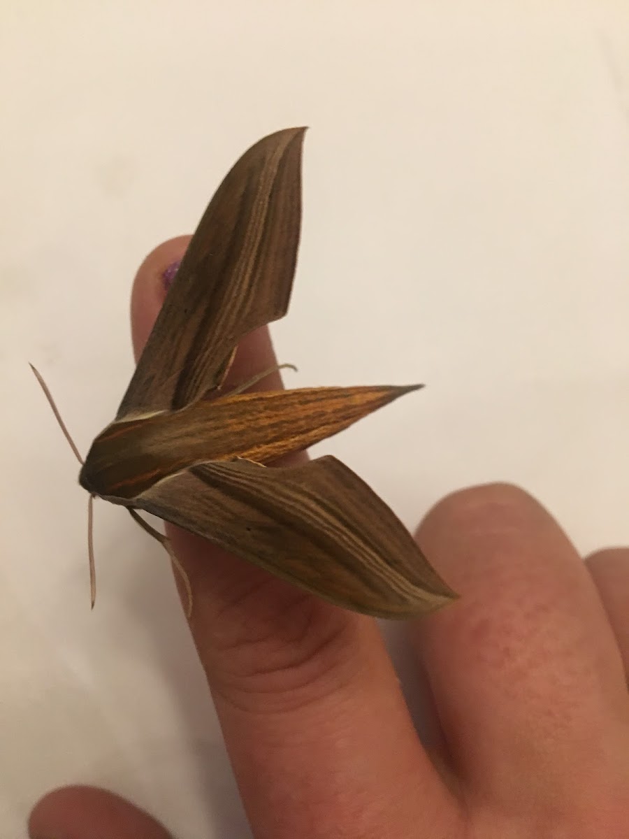 Tersa Sphinx Moth