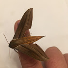 Tersa Sphinx Moth