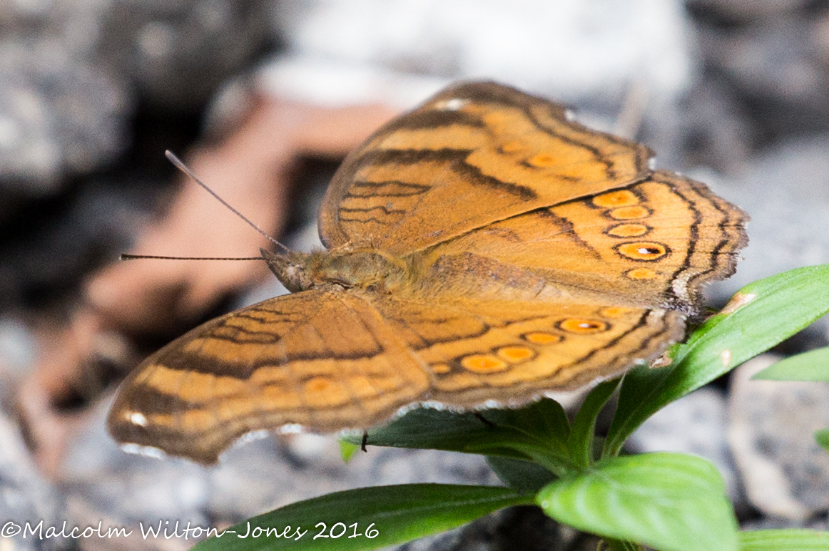 Chocolate Pansy