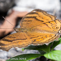 Chocolate Pansy