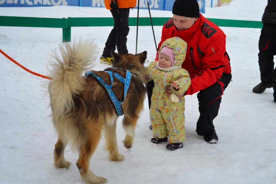 В собачьей упряжке за Кубком мира.