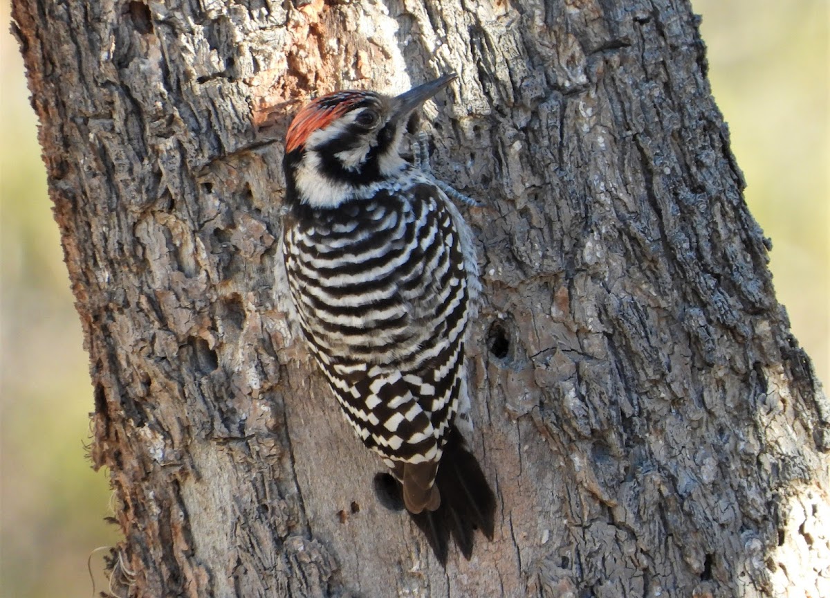 Ladder-backed woodpecker (male)