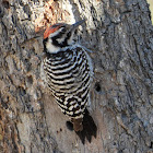 Ladder-backed woodpecker (male)