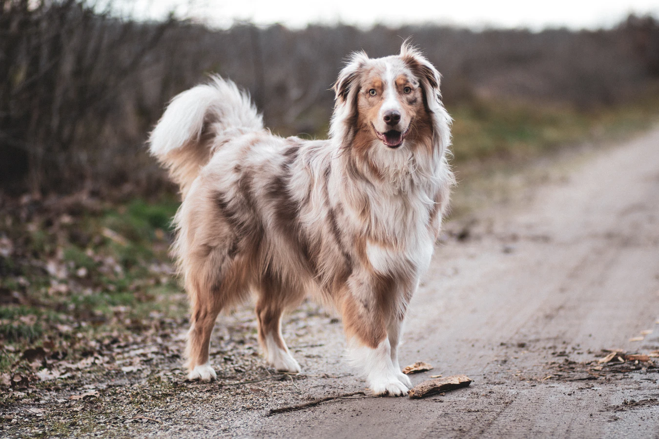 澳洲牧羊犬其實是來自美國加利福尼亞州。