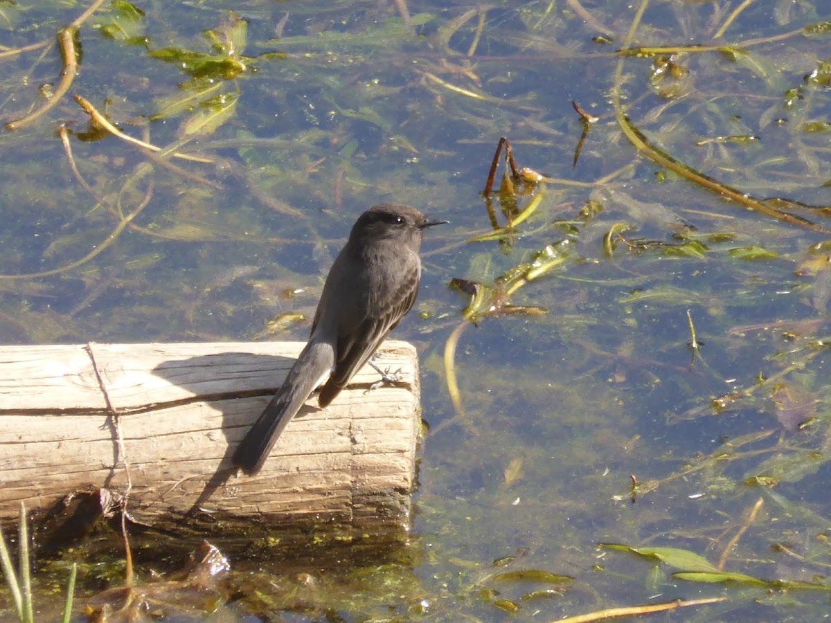 Black Phoebe