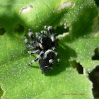 Jumping Spider