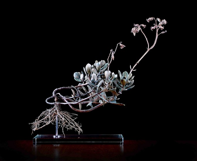 Blooming Amazing_Nic Bladen, Cotyledon Orbiculata III, Bronze, 22. Image: Supplied