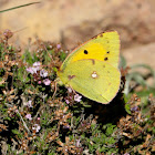 Clouded Yellow