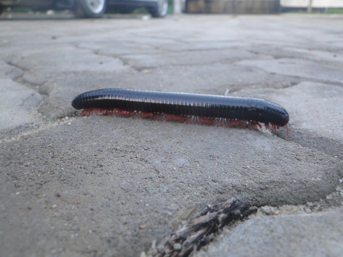 Red Legged Millipede