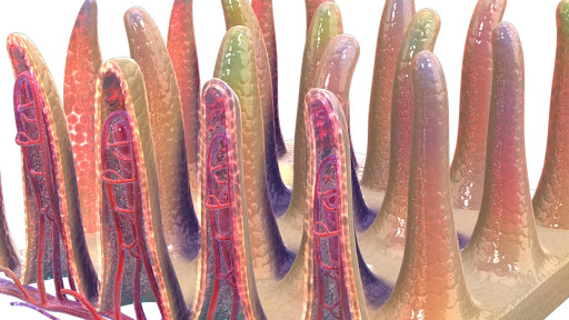 Intestinal Villi 3D