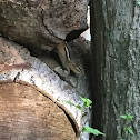 Eastern Chipmunk