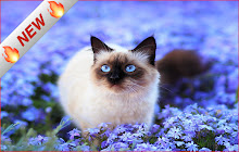 Himalayan Cats and Kitten Wallpaper Pet Theme small promo image