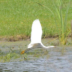 Little egret