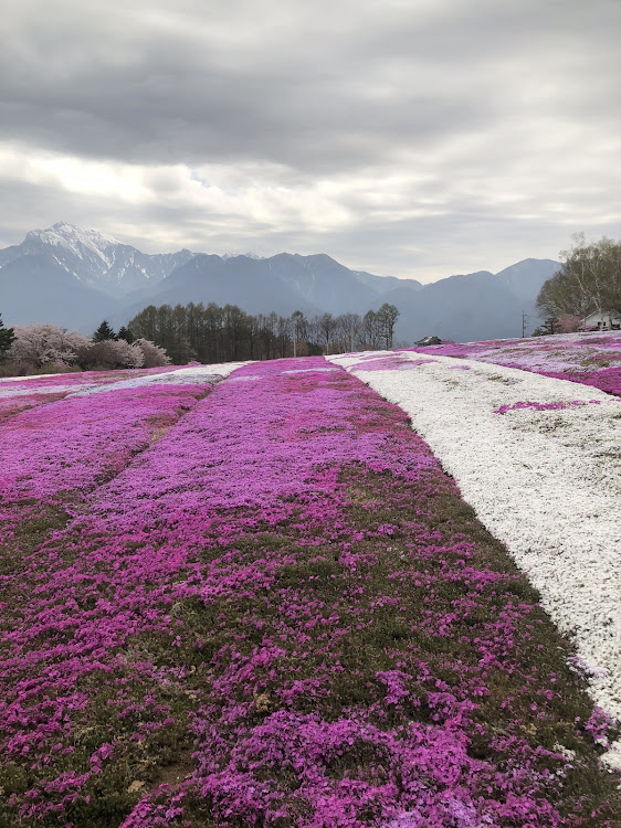 フォレスターのhiro@ スイスポさんが投稿したカスタム事例の投稿画像3枚目