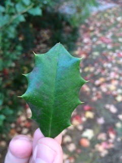 American Holly