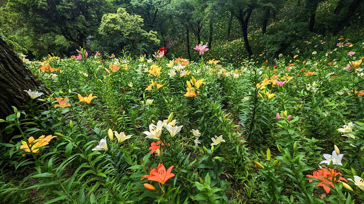 クラウンロイヤルの可睡ゆりの園・お散歩ドライブ・マタイッコタベタイカフェ・キンツパンケーキに関するカスタム事例の投稿画像4枚目