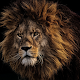 Download Lion Wallpaper For PC Windows and Mac 1.0