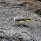 Grey Wagtail / फुस्रो टिकटिके